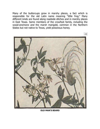 28
Many of the buttercups grow in marshy places, a fact which is
responsible for the old Latin name meaning “little frog.” Many
different kinds are found along roadside ditches and in marshy places
in East Texas. Some members of the crowfoot family, including the
wood-anemone and the marsh marigold, common in the Northern
States but not native to Texas, yield poisonous honey.
OLD MAN’S BEARD
 