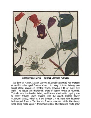 SCARLET CLEMATIS PURPLE LEATHER FLOWER
Texas Leather Flower. Scarlet Clematis (Clematis texensis) has maroon
or scarlet bell-shaped flowers about 1 in. long. It is a climbing vine
found along streams in Central Texas, growing 6-10 or more feet
high. The leaves are thickened, entire or lobed, ovate to rounded.
This clematis is a hardy climber, well known in cultivation, giving rise
to many hybrids when crossed with the marsh leather flower
(Clematis crispa), which is a low climber, 3-4 ft. high, with lavender
bell-shaped flowers. The leather flowers have no petals, the showy
bells being made up of 4 thickened sepals. The flattened fruits grow
 