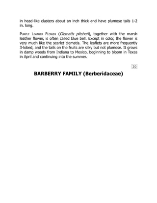 30
in head-like clusters about an inch thick and have plumose tails 1-2
in. long.
Purple Leather Flower (Clematis pitcheri), together with the marsh
leather flower, is often called blue bell. Except in color, the flower is
very much like the scarlet clematis. The leaflets are more frequently
3-lobed, and the tails on the fruits are silky but not plumose. It grows
in damp woods from Indiana to Mexico, beginning to bloom in Texas
in April and continuing into the summer.
BARBERRY FAMILY (Berberidaceae)
 