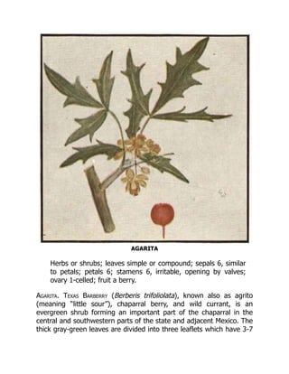AGARITA
Herbs or shrubs; leaves simple or compound; sepals 6, similar
to petals; petals 6; stamens 6, irritable, opening by valves;
ovary 1-celled; fruit a berry.
Agarita. Texas Barberry (Berberis trifoliolata), known also as agrito
(meaning “little sour”), chaparral berry, and wild currant, is an
evergreen shrub forming an important part of the chaparral in the
central and southwestern parts of the state and adjacent Mexico. The
thick gray-green leaves are divided into three leaflets which have 3-7
 