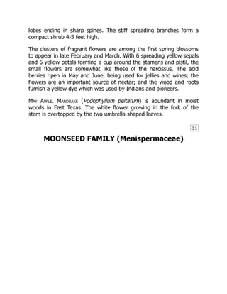 31
lobes ending in sharp spines. The stiff spreading branches form a
compact shrub 4-5 feet high.
The clusters of fragrant flowers are among the first spring blossoms
to appear in late February and March. With 6 spreading yellow sepals
and 6 yellow petals forming a cup around the stamens and pistil, the
small flowers are somewhat like those of the narcissus. The acid
berries ripen in May and June, being used for jellies and wines; the
flowers are an important source of nectar; and the wood and roots
furnish a yellow dye which was used by Indians and pioneers.
May Apple. Mandrake (Podophyllum peltatum) is abundant in moist
woods in East Texas. The white flower growing in the fork of the
stem is overtopped by the two umbrella-shaped leaves.
MOONSEED FAMILY (Menispermaceae)
 