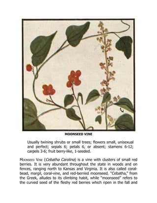 MOONSEED VINE
Usually twining shrubs or small trees; flowers small, unisexual
and perfect; sepals 6; petals 6, or absent; stamens 6-12;
carpels 3-6; fruit berry-like, 1-seeded.
Moonseed Vine (Cebatha Carolina) is a vine with clusters of small red
berries. It is very abundant throughout the state in woods and on
fences, ranging north to Kansas and Virginia. It is also called coral-
bead, margil, coral-vine, and red-berried moonseed. “Cebatha,” from
the Greek, alludes to its climbing habit, while “moonseed” refers to
the curved seed of the fleshy red berries which ripen in the fall and
 
