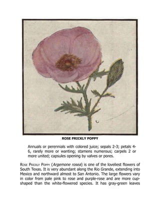 ROSE PRICKLY POPPY
Annuals or perennials with colored juice; sepals 2-3; petals 4-
6, rarely more or wanting; stamens numerous; carpels 2 or
more united; capsules opening by valves or pores.
Rose Prickly Poppy (Argemone rosea) is one of the loveliest flowers of
South Texas. It is very abundant along the Rio Grande, extending into
Mexico and northward almost to San Antonio. The large flowers vary
in color from pale pink to rose and purple-rose and are more cup-
shaped than the white-flowered species. It has gray-green leaves
 