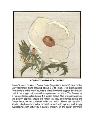 ROUGH-STEMMED PRICKLY POPPY
Rough-Stemmed or White Prickly Poppy (Argemone hispida) is a bushy,
leafy-stemmed plant growing about 2-3 ft. high. It is distinguished
from several other very abundant white-flowered poppies by the fact
that it has rough hairs as well as spines on the stem. The flowers as
a rule are larger, often being 4-6 inches broad. The unusual sepals of
the prickly poppies should be noted, as they sometimes cause the
flower buds to be confused with the fruits. There are usually 3
sepals, which are horned or hooded, armed with spines, and snugly
overlapping each other by a narrow margin. In the rough-stemmed
 