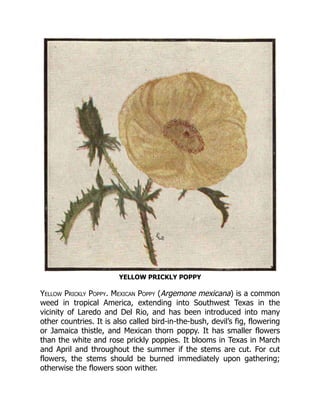 YELLOW PRICKLY POPPY
Yellow Prickly Poppy. Mexican Poppy (Argemone mexicana) is a common
weed in tropical America, extending into Southwest Texas in the
vicinity of Laredo and Del Rio, and has been introduced into many
other countries. It is also called bird-in-the-bush, devil’s fig, flowering
or Jamaica thistle, and Mexican thorn poppy. It has smaller flowers
than the white and rose prickly poppies. It blooms in Texas in March
and April and throughout the summer if the stems are cut. For cut
flowers, the stems should be burned immediately upon gathering;
otherwise the flowers soon wither.
 