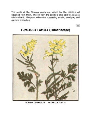 35
The seeds of the Mexican poppy are valued for the painter’s oil
obtained from them. The oil from the seeds is also said to act as a
mild cathartic, the plant otherwise possessing emetic, anodyne, and
narcotic properties.
FUMITORY FAMILY (Fumariaceae)
GOLDEN CORYDALIS TEXAS CORYDALIS
 