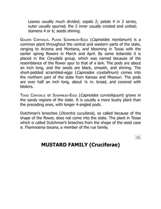 36
Leaves usually much divided; sepals 2; petals 4 in 2 series,
outer usually spurred, the 2 inner usually crested and united;
stamens 4 or 6; seeds shining.
Golden Corydalis. Plains Scrambled-Eggs (Capnoides montanum) is a
common plant throughout the central and western parts of the state,
ranging to Arizona and Montana, and blooming in Texas with the
earlier spring flowers in March and April. By some botanists it is
placed in the Corydalis group, which was named because of the
resemblance of the flower spur to that of a lark. The pods are about
an inch long, and the seeds are black, smooth, and shining. The
short-podded scrambled-eggs (Capnoides crystallinum) comes into
the northern part of the state from Kansas and Missouri. The pods
are over half an inch long, about ¼ in. broad, and covered with
blisters.
Texas Corydalis or Scrambled-Eggs (Capnoides curvisiliquum) grows in
the sandy regions of the state. It is usually a more bushy plant than
the preceding ones, with longer 4-angled pods.
Dutchman’s breeches (Dicentra cucullaria), so called because of the
shape of the flower, does not come into the state. The plant in Texas
which is called Dutchman’s breeches from the shape of the seed case
is Thamnosma texana, a member of the rue family.
MUSTARD FAMILY (Cruciferae)
 