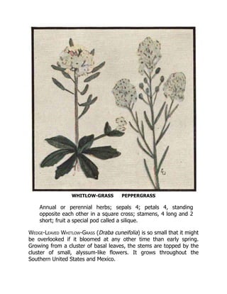 WHITLOW-GRASS PEPPERGRASS
Annual or perennial herbs; sepals 4; petals 4, standing
opposite each other in a square cross; stamens, 4 long and 2
short; fruit a special pod called a silique.
Wedge-Leaved Whitlow-Grass (Draba cuneifolia) is so small that it might
be overlooked if it bloomed at any other time than early spring.
Growing from a cluster of basal leaves, the stems are topped by the
cluster of small, alyssum-like flowers. It grows throughout the
Southern United States and Mexico.
 