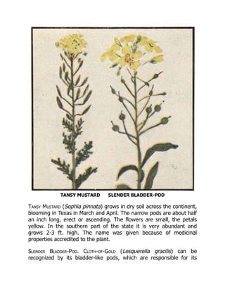 TANSY MUSTARD SLENDER BLADDER-POD
Tansy Mustard (Sophia pinnata) grows in dry soil across the continent,
blooming in Texas in March and April. The narrow pods are about half
an inch long, erect or ascending. The flowers are small, the petals
yellow. In the southern part of the state it is very abundant and
grows 2-3 ft. high. The name was given because of medicinal
properties accredited to the plant.
Slender Bladder-Pod. Cloth-of-Gold (Lesquerella gracilis) can be
recognized by its bladder-like pods, which are responsible for its
 
