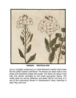 GREGGIA SPECTACLE-POD
Greggia (Greggia camporum) is a white-flowered mustard which looks
like the yellow western wall-flower. The flowers are about half an inch
broad and sometimes tinged with purple. The stems are about a foot
high and almost concealed by the broad gray-green leaves. The
woolly pods are narrow, flattened, and about half an inch long. It is
one of the commonest flowers in Southwestern Texas, blooming in
April, May, and June.
 
