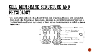 ▪ For a drug to be absorbed and distributed into organs and tissues and eliminated
from the body, it must pass through one or more biological membranes/barriers at
various locations. Such a movement of drug across the membrane is called as drug
transport.
 