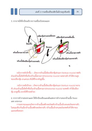 5. จากภาพให้นักเรียนอธิบายการเคลื่อนบินของแมลง
กลไกการขยับปีกขึ้น :: เกิดจากกล้ามเนื้อยึดเปลือกหุ้มส่วนอก (Vertical muscle) หดตัว
ส่วนกล้ามเนื้อยึดปีกซึ่งเป็นกล้ามเนื้อตามยาว(Horizontal muscle) จะคลายตัว ทาให้ความสูง
ของเปลือกหุ้ม อกแคบลง ดันให้ปีกยกตัวสูงขึ้น
กลไกการขยับปีกลง :: เกิดจากกล้ามเนื้อยึดเปลือกหุ้มส่วนอก (Vertical muscle) คลาย
ตัว ส่วนกล้ามเนื้อยึดปีกซึ่งเป็นกล้ามเนื้อตามยาว(Horizontal muscle) จะหดตัว ทาให้เปลือก
หุ้ม อกสูงขึ้น ลงกดให้ปีกลดต่าลง
6. จากการทางานของขาแมลง ให้นักเรียนเขียนแผนผังแสดงการทางานของกล้ามเนื้อ flexor
และ extensor
การงอขาของแมลงเกิดจากกล้ามเนื้อเฟล็กเซอร์หดตัวกล้ามเนื้อเอ็กเทนเซอร์จะคลายตัว
ในขณะเดียวกันเมื่อกล้ามเนื้อเฟล็กเซอร์คลายตัว กล้ามเนื้อเอ็กเทนเซอร์จะหดตัวทาให้ขาของ
แมลงเหยียดออก
เล่มที่ 2 การเคลื่อนที่ของสัตว์ไม่มีกระดูกสันหลัง 34.
 
