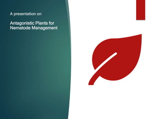 A presentation on
Antagonistic Plants for
Nematode Management
 