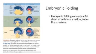Embryonic Folding
• Embryonic folding converts a flat
sheet of cells into a hollow, tube-
like structure.
 