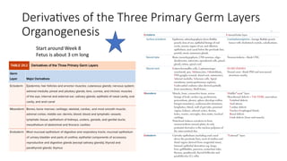 Derivatives of the Three Primary Germ Layers
Organogenesis
Start around Week 8
Fetus is about 3 cm long
 