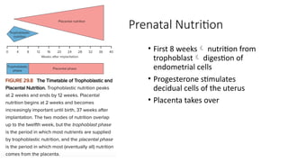 Prenatal Nutrition
• First 8 weeks nutrition from
trophoblast digestion of
endometrial cells
• Progesterone stimulates
decidual cells of the uterus
• Placenta takes over
 