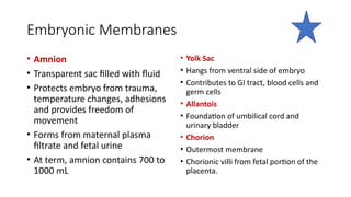 Embryonic Membranes
• Amnion
• Transparent sac filled with fluid
• Protects embryo from trauma,
temperature changes, adhesions
and provides freedom of
movement
• Forms from maternal plasma
filtrate and fetal urine
• At term, amnion contains 700 to
1000 mL
• Yolk Sac
• Hangs from ventral side of embryo
• Contributes to GI tract, blood cells and
germ cells
• Allantois
• Foundation of umbilical cord and
urinary bladder
• Chorion
• Outermost membrane
• Chorionic villi from fetal portion of the
placenta.
 