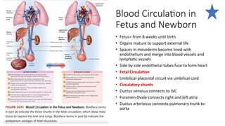 Blood Circulation in
Fetus and Newborn
• Fetus= from 8 weeks until birth
• Organs mature to support external life
• Spaces in mesoderm become lined with
endothelium and merge into blood vessels and
lymphatic vessels
• Side by side endothelial tubes fuse to form heart
• Fetal Circulation
• Umbilical-placental circuit via umbilical cord
• Circulatory shunts
• Ductus venosus connects to IVC
• Foramen Ovale connects right and left atria
• Ductus arteriosus connects pulmonary trunk to
aorta
 
