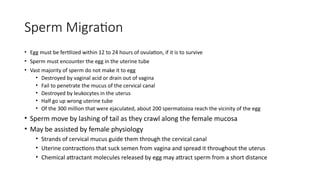 Sperm Migration
• Egg must be fertilized within 12 to 24 hours of ovulation, if it is to survive
• Sperm must encounter the egg in the uterine tube
• Vast majority of sperm do not make it to egg
• Destroyed by vaginal acid or drain out of vagina
• Fail to penetrate the mucus of the cervical canal
• Destroyed by leukocytes in the uterus
• Half go up wrong uterine tube
• Of the 300 million that were ejaculated, about 200 spermatozoa reach the vicinity of the egg
• Sperm move by lashing of tail as they crawl along the female mucosa
• May be assisted by female physiology
• Strands of cervical mucus guide them through the cervical canal
• Uterine contractions that suck semen from vagina and spread it throughout the uterus
• Chemical attractant molecules released by egg may attract sperm from a short distance
 