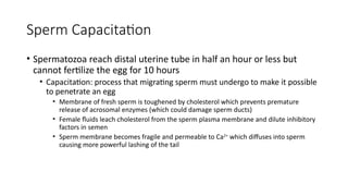 Sperm Capacitation
• Spermatozoa reach distal uterine tube in half an hour or less but
cannot fertilize the egg for 10 hours
• Capacitation: process that migrating sperm must undergo to make it possible
to penetrate an egg
• Membrane of fresh sperm is toughened by cholesterol which prevents premature
release of acrosomal enzymes (which could damage sperm ducts)
• Female fluids leach cholesterol from the sperm plasma membrane and dilute inhibitory
factors in semen
• Sperm membrane becomes fragile and permeable to Ca2+
which diffuses into sperm
causing more powerful lashing of the tail
 