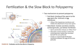 Fertilization & the Slow Block to Polyspermy
• Two mechanisms to prevent polyspermy
• Fast block: binding of the sperm to the
egg opens Na+
channels in egg
membrane
• Inflow of Na+
depolarizes membrane and
inhibits the attachment of any more sperm
• Slow block: involves secretory vesicles,
cortical granules, just below membrane
• Sperm penetration releases an inflow of Ca2+
• Stimulates cortical reaction in which the
cortical granules release their secretion
beneath the zona pellucida
• Creates an impenetrable fertilization
membrane between the egg and the zona
pellucida
 