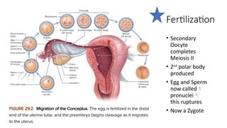 Fertilization
• Secondary
Oocyte
completes
Meiosis II
• 2nd
polar body
produced
• Egg and Sperm
now called
pronuclei
this ruptures
• Now a Zygote
 