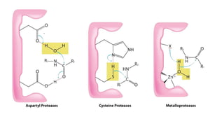 Comprehensive Overview of Enzyme Catalysis Mechanisms and Active Site ...