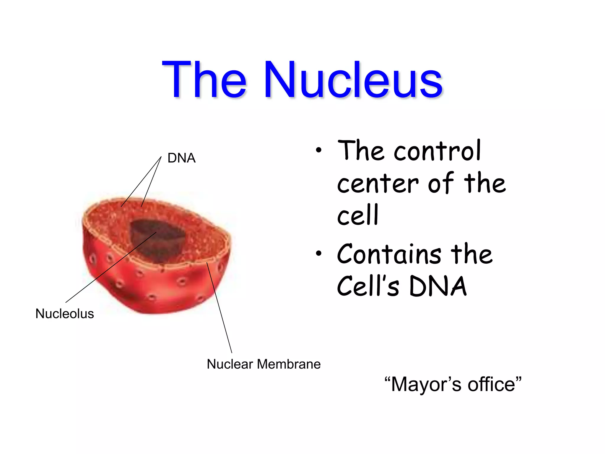 The Nucleus
• The control
center of the
cell
• Contains the
Cell’s DNA
DNA
Nuclear Membrane
Nucleolus
“Mayor’s office”
 