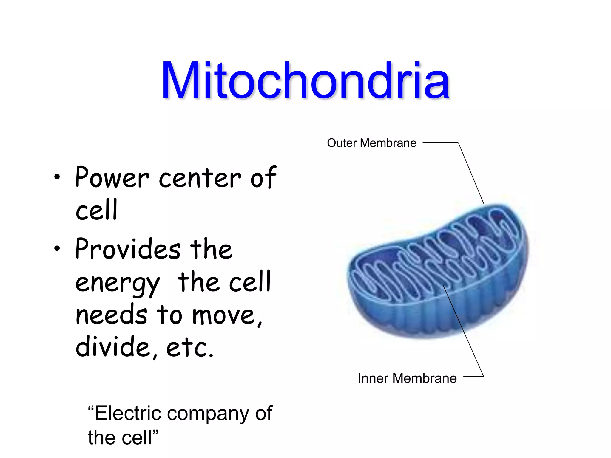 Mitochondria
• Power center of
cell
• Provides the
energy the cell
needs to move,
divide, etc.
Outer Membrane
Inner Membrane
“Electric company of
the cell”
 