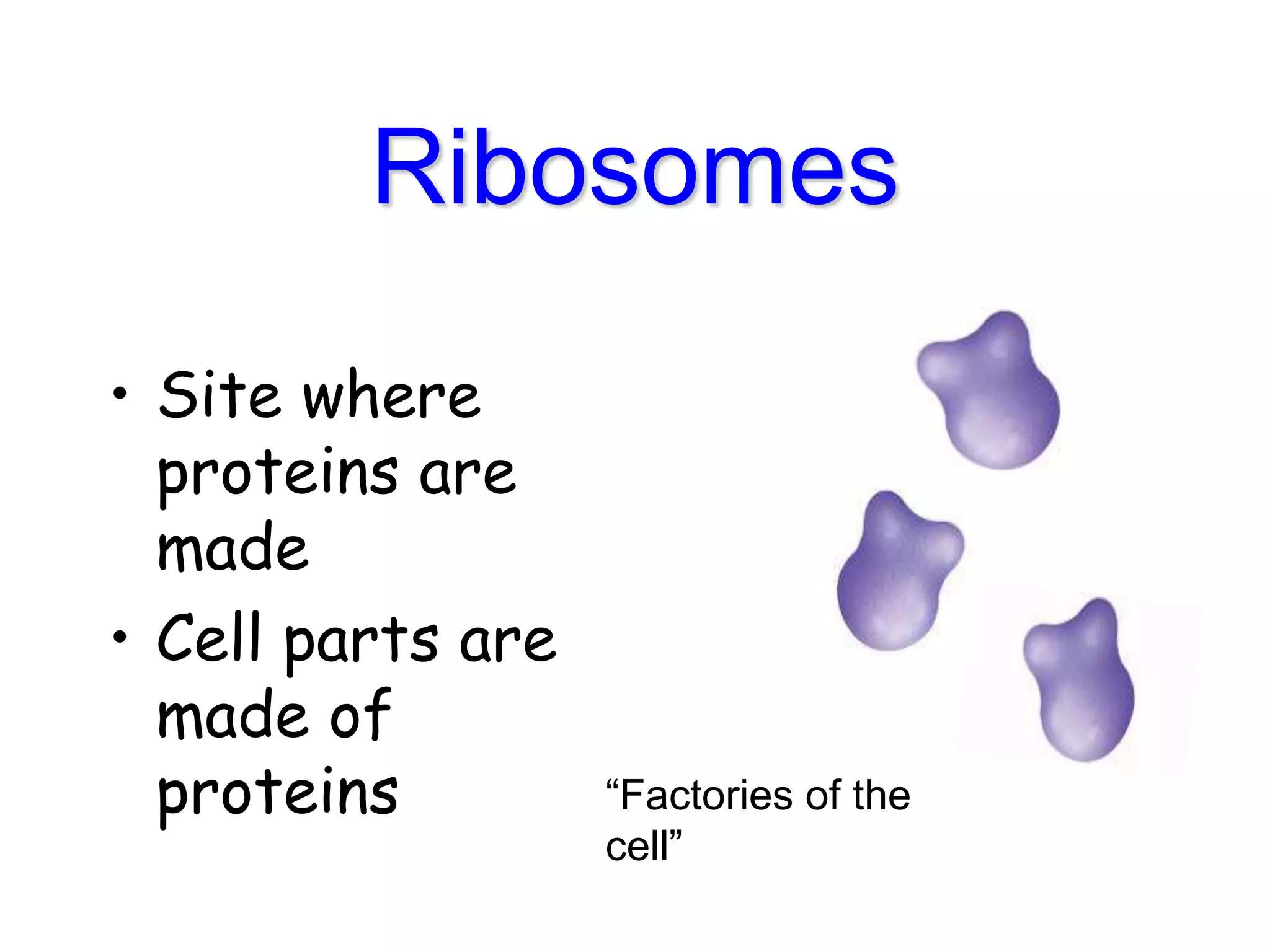 Ribosomes
• Site where
proteins are
made
• Cell parts are
made of
proteins “Factories of the
cell”
 