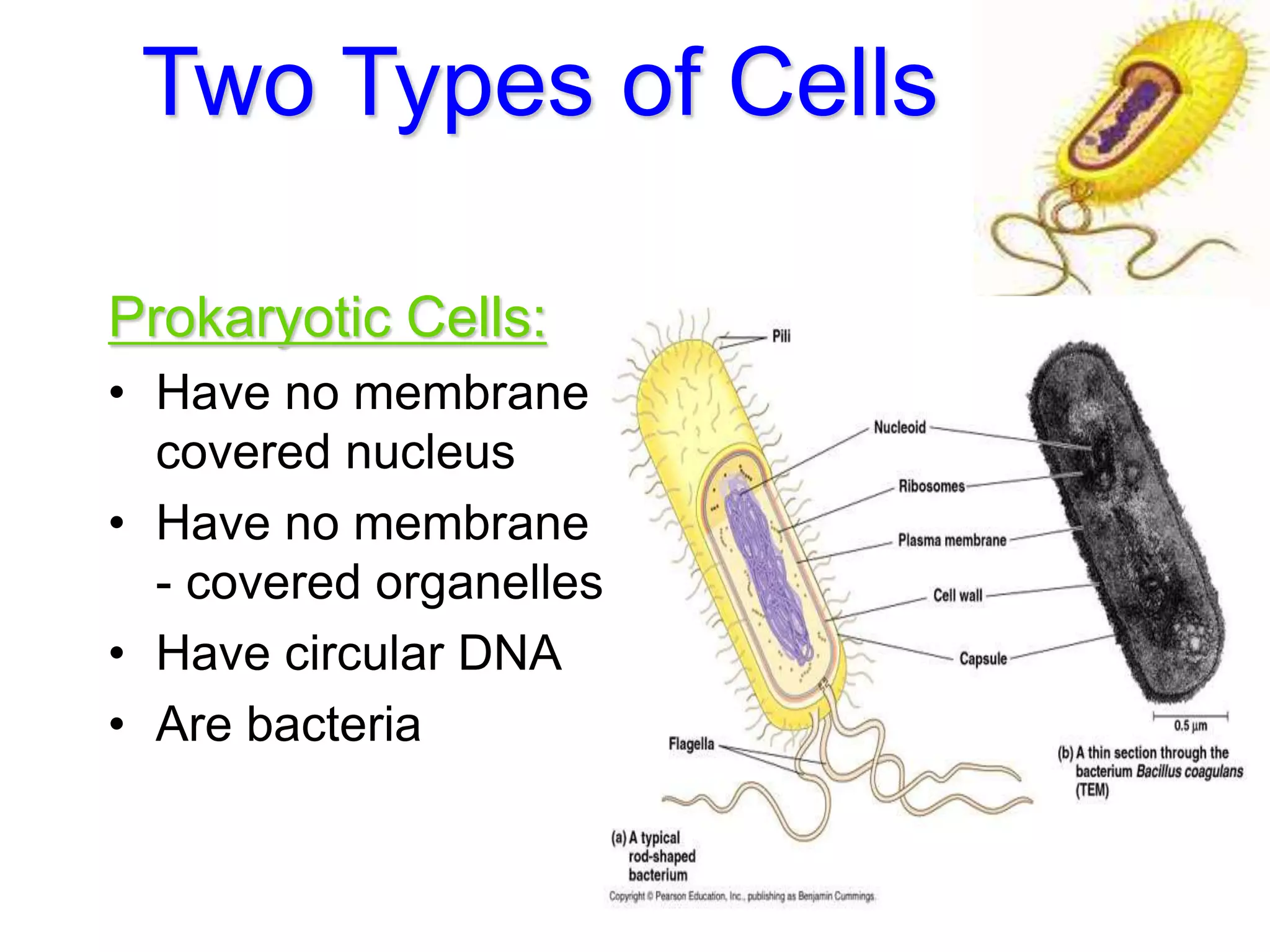 Two Types of Cells
Prokaryotic Cells:
• Have no membrane
covered nucleus
• Have no membrane
- covered organelles
• Have circular DNA
• Are bacteria
 