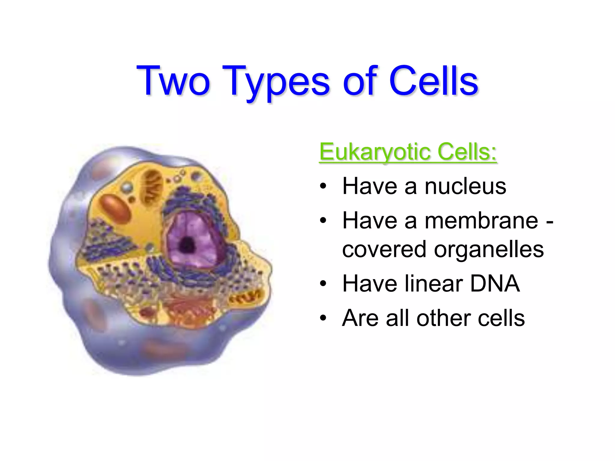 Two Types of Cells
Eukaryotic Cells:
• Have a nucleus
• Have a membrane -
covered organelles
• Have linear DNA
• Are all other cells
 