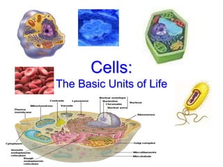 Cells:
The Basic Units of Life
 