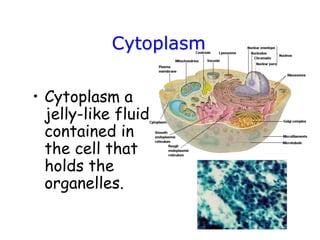 Cytoplasm
• Cytoplasm a
jelly-like fluid
contained in
the cell that
holds the
organelles.
 