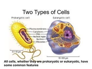 Two Types of Cells
All cells, whether they are prokaryotic or eukaryotic, have
some common features
 