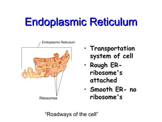 Endoplasmic Reticulum
Endoplasmic Reticulum
• Transportation
system of cell
• Rough ER-
ribosome's
attached
• Smooth ER- no
ribosome's
Ribosomes
Endoplasmic Reticulum
“Roadways of the cell”
 
