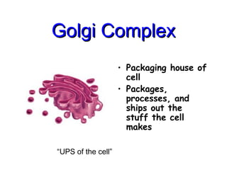 Golgi Complex
Golgi Complex
• Packaging house of
cell
• Packages,
processes, and
ships out the
stuff the cell
makes
“UPS of the cell”
 