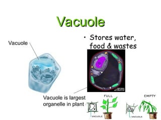 Vacuole
Vacuole
• Stores water,
food & wastes
Vacuole
Vacuole is largest
organelle in plant cell
 