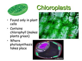 Chloroplasts
Chloroplasts
• Found only in plant
cells
• Contains
chlorophyll (makes
plants green)
• Where
photosynthesis
takes place
 