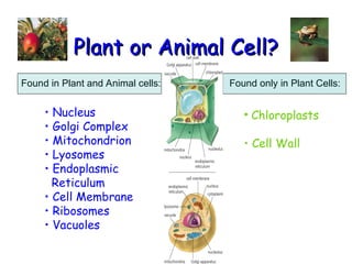 Plant or Animal Cell?
Plant or Animal Cell?
Found in Plant and Animal cells: Found only in Plant Cells:
• Nucleus
• Golgi Complex
• Mitochondrion
• Lyosomes
• Endoplasmic
Reticulum
• Cell Membrane
• Ribosomes
• Vacuoles
• Chloroplasts
• Cell Wall
 