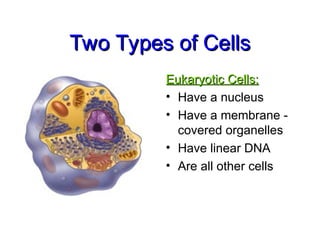 Two Types of Cells
Two Types of Cells
Eukaryotic Cells:
Eukaryotic Cells:
• Have a nucleus
• Have a membrane -
covered organelles
• Have linear DNA
• Are all other cells
 