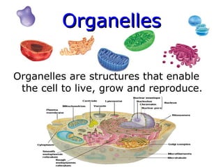 Organelles
Organelles
Organelles are structures that enable
the cell to live, grow and reproduce.
 
