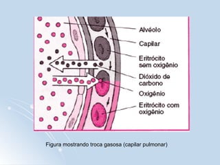 Figura mostrando troca gasosa (capilar pulmonar)
 