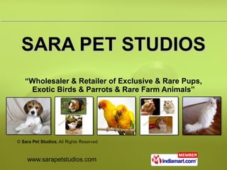 SARA PET STUDIOS “ Wholesaler & Retailer of Exclusive & Rare Pups, Exotic Birds & Parrots & Rare Farm Animals” 