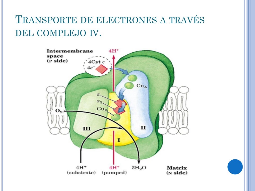 Cadena de transporte de electrones