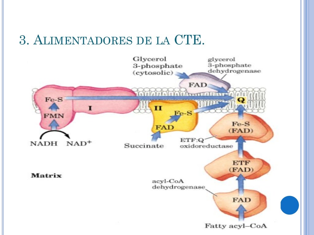 Cadena de transporte de electrones