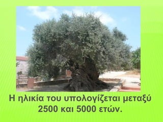 Η ηλικία του υπολογίζεται μεταξύ
2500 και 5000 ετών.
 