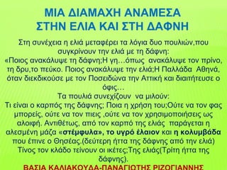 ΜΙΑ ΔΙΑΜΑΧΗ ΑΝΑΜΕΣΑ
ΣΤΗΝ ΕΛΙΑ ΚΑΙ ΣΤΗ ΔΑΦΝΗ
Στη συνέχεια η ελιά μεταφέρει τα λόγια δυο πουλιών,που
συγκρίνουν την ελιά με τη δάφνη:
«Ποιος ανακάλυψε τη δάφνη;Η γη…όπως ανακάλυψε τον πρίνο,
τη δρυ,το πεύκο. Ποιος ανακάλυψε την ελιά;Η Παλλάδα Αθηνά,
όταν διεκδικούσε με τον Ποσειδώνα την Αττική και διαιτήτευσε ο
όφις…
Τα πουλιά συνεχίζουν να μιλούν:
Τι είναι ο καρπός της δάφνης; Ποια η χρήση του;Ούτε να τον φας
μπορείς, ούτε να τον πιεις ,ούτε να τον χρησιμοποιήσεις ως
αλοιφή. Αντιθέτως, από τον καρπό της ελιάς παράγεται η
αλεσμένη μάζα «στέμφυλα», το υγρό έλαιον και η κολυμβάδα
που έπινε ο Θησέας.(δεύτερη ήττα της δάφνης από την ελιά)
Τίνος τον κλάδο τείνουν οι ικέτες;Της ελιάς(Τρίτη ήττα της
δάφνης).
 