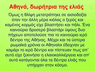 Όμως η θλίψη μετατράπηκε σε αισιοδοξία
όταν την άλλη μέρα κιόλας ο ξερός και
καμένος κορμός είχε βλαστήσει και πάλι. Ένα
καινούριο δροσερό βλαστάρι ύψους δυο
πήχεων αποτελούσε πια το καινούριο ιερό
δέντρο της Αθήνας. Μέχρι και τα ύστερα
ρωμαϊκά χρόνια οι Αθηναίοι έδειχναν με
καμάρι το ιερό δέντρο και πίστευαν πως απ`
αυτό είχε ξεκινήσει η ελαιοκαλλιέργεια και απ’
αυτό κατάγονται όλα τα δέντρα ελιάς που
υπήρχαν στον κόσμο.
Αθηνά, δωρήτρια της ελιάς
 