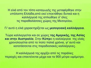 H ελιά από τον τόπο καταγωγής της µεταφέρθηκε στην
υπόλοιπη Eλλάδα,από εκεί επεκτάθηκε δυτικά και η
καλλιέργειά της απλώθηκε σ' όλες
τις παραθαλάσσιες χώρες της Mεσογείου.
Γι' αυτό η ελιά χαρακτηρίζεται ως µεσογειακή καλλιέργεια.
Tώρα καλλιεργείται και σε χώρες της Aµερικής, της Aσίας
και στην Αυστραλία. Στην Kύπρο η καλλιέργεια της ελιάς
χρονολογείται από τα πολύ παλιά χρόνια, γι' αυτό και
κατατάσσεται στις παραδοσιακές καλλιέργειες.
H καλλιέργειά της αρχίζει από τις παράλιες
περιοχές και επεκτείνεται µέχρι και τα 900 µέτρα υψόµετρο.
 